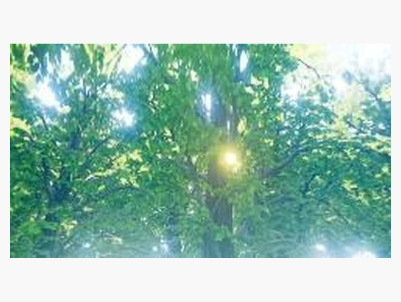 林中萤火虫｜产品参考图