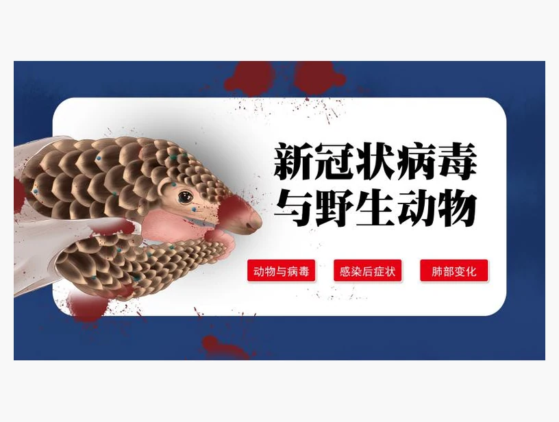 新型冠状病毒与野外动物知识学习系统｜产品参考图